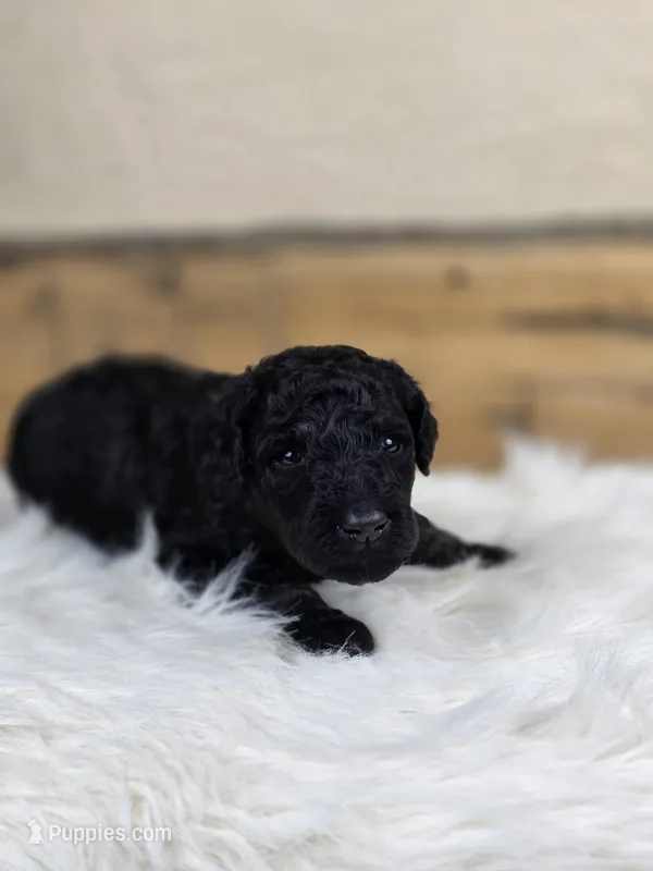 Francesca – Poodle - Standard  puppy for sale in Stone Creek, OH