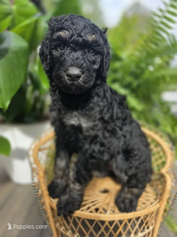 Francesca – Poodle - Standard  puppy for sale in Stone Creek, OH
