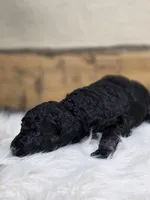 Francesca, a female Poodle - Standard  for sale in Stone Creek, OH – Photo 2 of 2