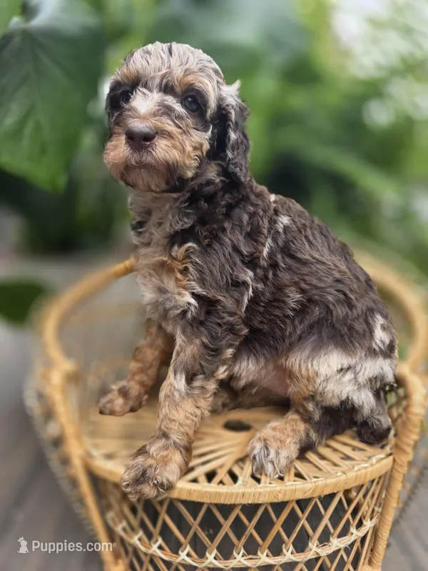 Violet – Poodle - Standard  puppy for sale in Stone Creek, OH