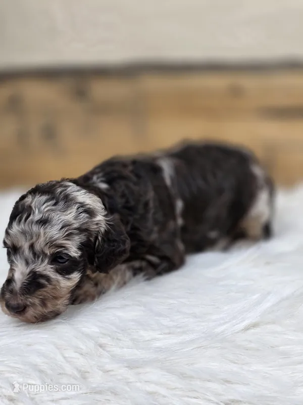 Violet – Poodle - Standard  puppy for sale in Stone Creek, OH