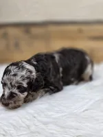 Violet, a female Poodle - Standard  for sale in Stone Creek, OH – Photo 1 of 3
