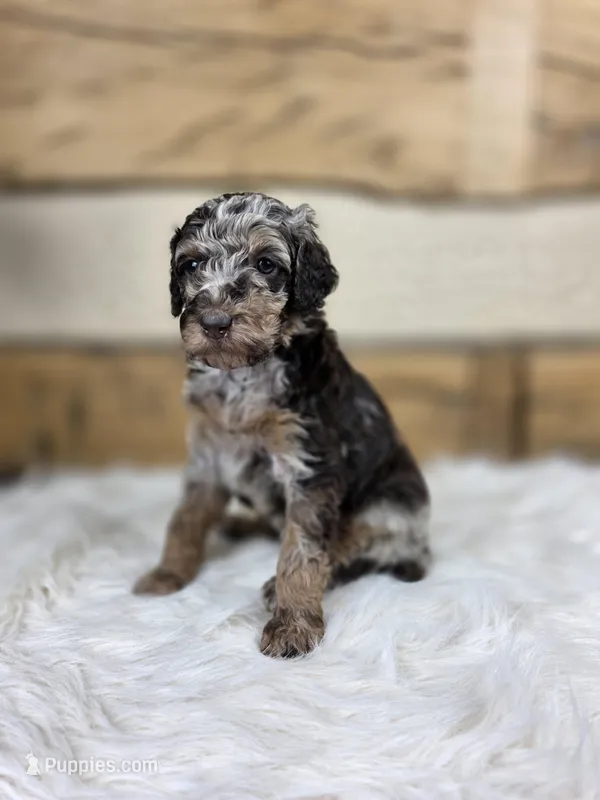 Violet – Poodle - Standard  puppy for sale in Stone Creek, OH