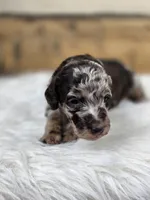 Violet, a female Poodle - Standard  for sale in Stone Creek, OH – Photo 2 of 3