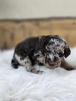 Violet, a female Poodle - Standard  for sale in Stone Creek, OH – Photo 3 of 3