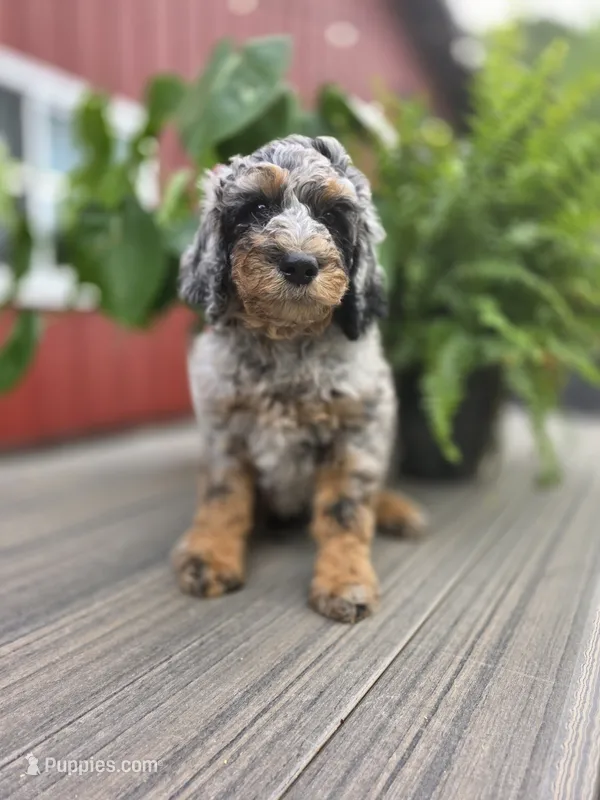 Simon – Poodle - Standard  puppy for sale in Stone Creek, OH