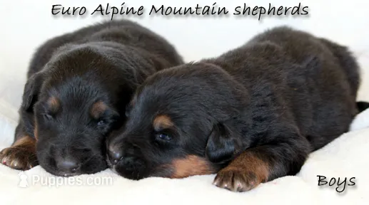 Euro Alpine Mountain Shepherd male – German Shepherd Dog, Bernese Mountain Dog puppy for sale in Riverside, CA