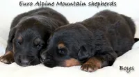 Euro Alpine Mountain Shepherd male, a male German Shepherd Dog and Bernese Mountain Dog for sale in Riverside, CA – 1 of 1