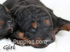 Mountain shepherd girl – German Shepherd Dog puppy for sale in Riverside, CA