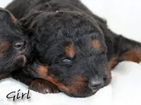 Mountain shepherd girl, a female German Shepherd Dog for sale in Riverside, CA – 2 of 2