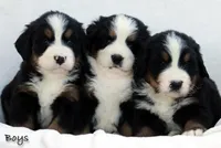 5th & 6th choice boy, a male Bernese Mountain Dog for sale in Riverside, CA – Photo 5 of 5