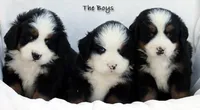 5th & 6th choice boy, a male Bernese Mountain Dog for sale in Riverside, CA – Photo 1 of 5