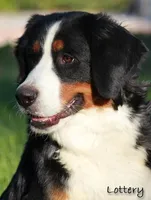 5th & 6th choice boy, a male Bernese Mountain Dog for sale in Riverside, CA – Photo 4 of 5
