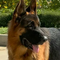 Sheriff, a male German Shepherd Dog for sale in Riverside, CA – Photo 1 of 2