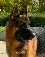Sheriff, a male German Shepherd Dog for sale in Riverside, CA – Photo 1 of 2