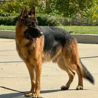 Sheriff, a male German Shepherd Dog for sale in Riverside, CA – Photo 2 of 2