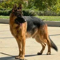 Sheriff, a male German Shepherd Dog for sale in Riverside, CA – Photo 2 of 2