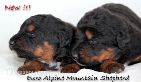Alpine Mountain Dog  – Bernese Mountain Dog puppy for sale in Riverside, CA