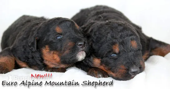 Mountain shepherd girl – German Shepherd Dog puppy for sale in Riverside, CA
