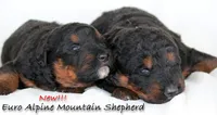 Mountain shepherd girl, a male German Shepherd Dog for sale in Riverside, CA – 1 of 1