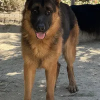 Charger, a male German Shepherd Dog for sale in Riverside, CA – Photo 2 of 2