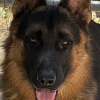 Charger, a male German Shepherd Dog for sale in Riverside, CA – Photo 1 of 2