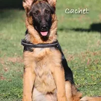 Cachet, a female German Shepherd Dog for sale in Riverside, CA – Photo 1 of 2