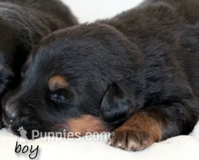 Euro Alpine Mountain Shepherd male – German Shepherd Dog, Bernese Mountain Dog puppy for sale in Riverside, CA