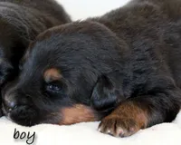 Euro Alpine Mountain Shepherd male, a male German Shepherd Dog and Bernese Mountain Dog for sale in Riverside, CA – 2 of 2