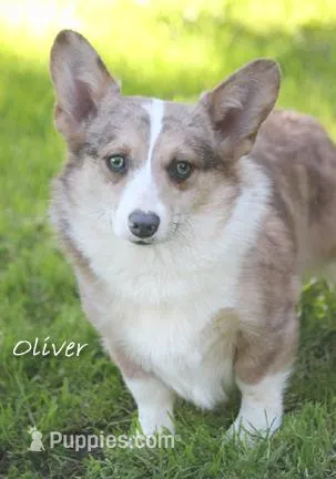 Oliver