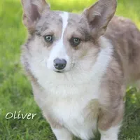 Oliver, a male Pembroke Welsh Corgi for sale in Riverside, CA – 1 of 1