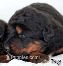 Alpine Mountain Dog  – Bernese Mountain Dog puppy for sale in Riverside, CA