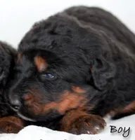 Alpine Mountain Dog , a male Bernese Mountain Dog for sale in Riverside, CA – 2 of 2