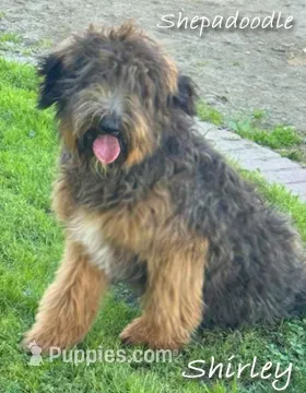 Shirley (Rescue) – German Shepherd Dog, Poodle - Standard  puppy for sale in Riverside, CA