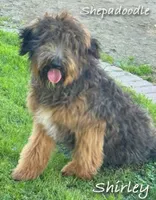 Shirley (Rescue), a female German Shepherd Dog and Poodle - Standard  for sale in Riverside, CA – 1 of 2