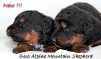 Euro Mountain Shepherd, a male German Shepherd Dog for sale in Riverside, CA – 1 of 1
