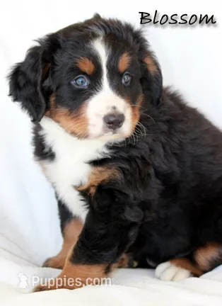 Blossom  – Bernese Mountain Dog puppy for sale in Riverside, CA