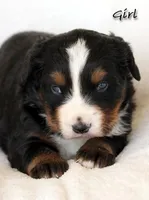 Boy, a male Bernese Mountain Dog for sale in Riverside, CA – 2 of 3