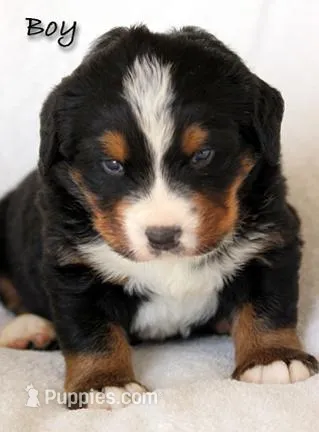 Boy, a male Bernese Mountain Dog for sale in Riverside, CA – 1 of 3