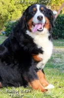 3rd/4th/5th choice girl, a female Bernese Mountain Dog for sale in Riverside, CA – Photo 5 of 6