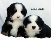3rd/4th/5th choice girl, a female Bernese Mountain Dog for sale in Riverside, CA – Photo 2 of 6