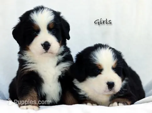 3rd/4th/5th choice girl