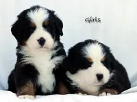 3rd/4th/5th choice girl, a female Bernese Mountain Dog for sale in Riverside, CA – Photo 1 of 6