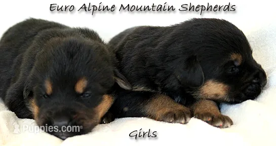 Euro Alpine Mountain Shepherd Girl – German Shepherd Dog, Bernese Mountain Dog puppy for sale in Riverside, CA