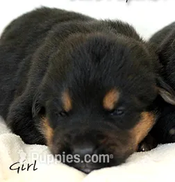 Euro Alpine Mountain Shepherd Girl – German Shepherd Dog, Bernese Mountain Dog puppy for sale in Riverside, CA