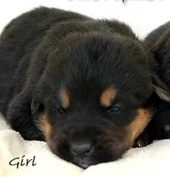 Euro Alpine Mountain Shepherd Girl, a female German Shepherd Dog and Bernese Mountain Dog for sale in Riverside, CA – 2 of 2