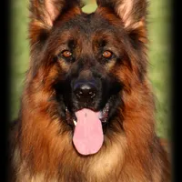 first choice, a female German Shepherd Dog for sale in Riverside, CA – Photo 1 of 2