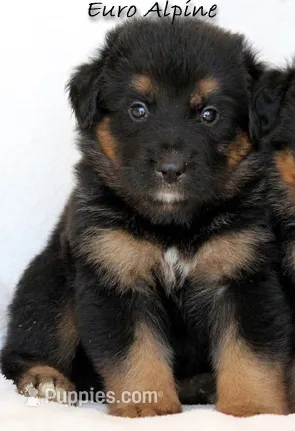 Alpine Mountain Dog  – Bernese Mountain Dog puppy for sale in Riverside, CA