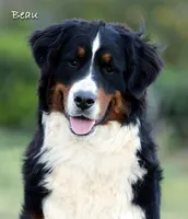 Girl, a female Bernese Mountain Dog for sale in Riverside, CA – 3 of 3