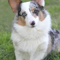 Phantom, a male Pembroke Welsh Corgi for sale in Riverside, CA – 1 of 1